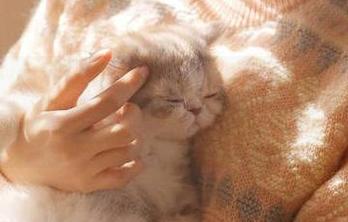 51吃瓜福利社区app永久在线提供丰富吃瓜福利